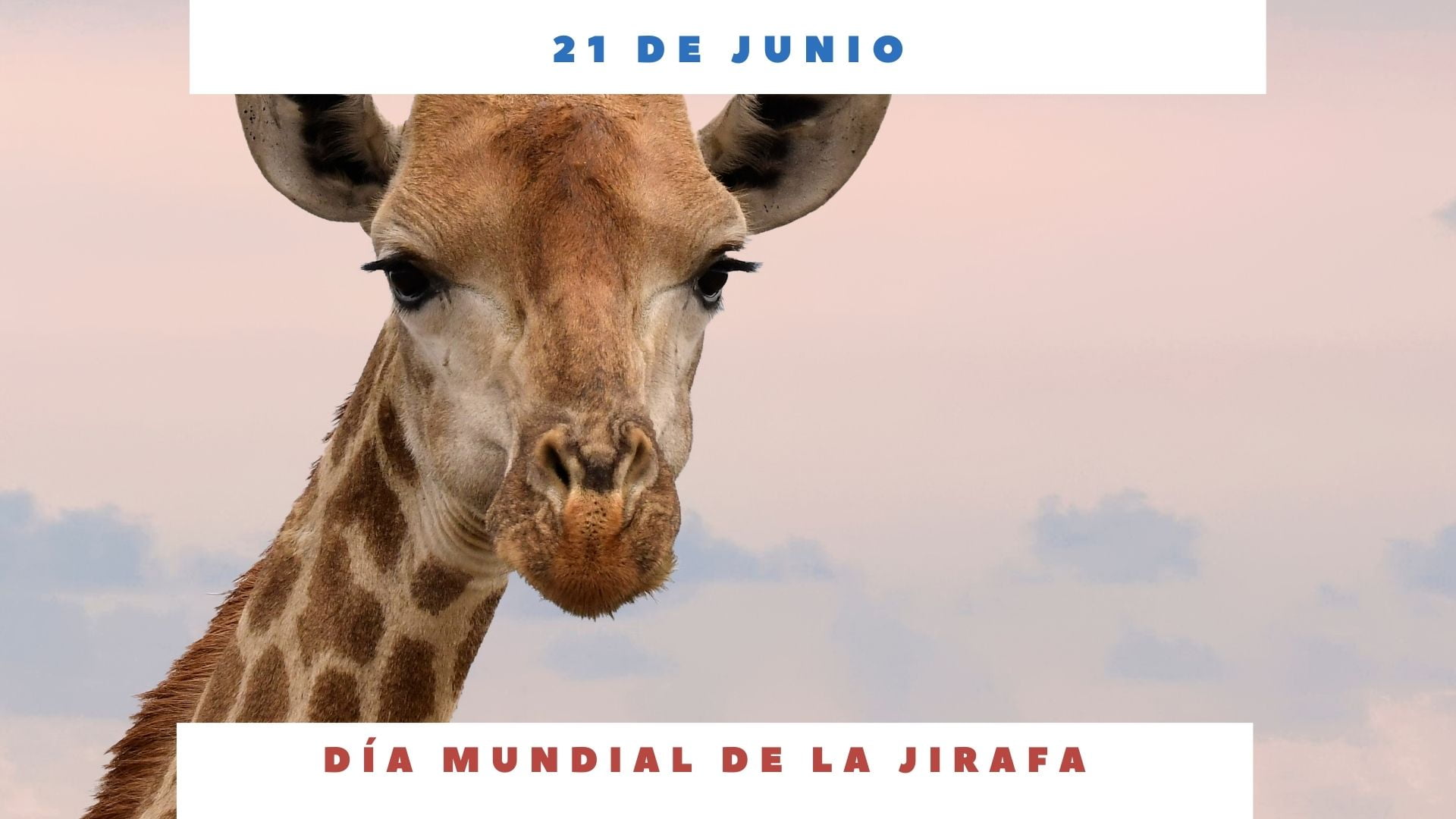 D A Mundial De La Jirafa De Junio D A Internacional Hoy