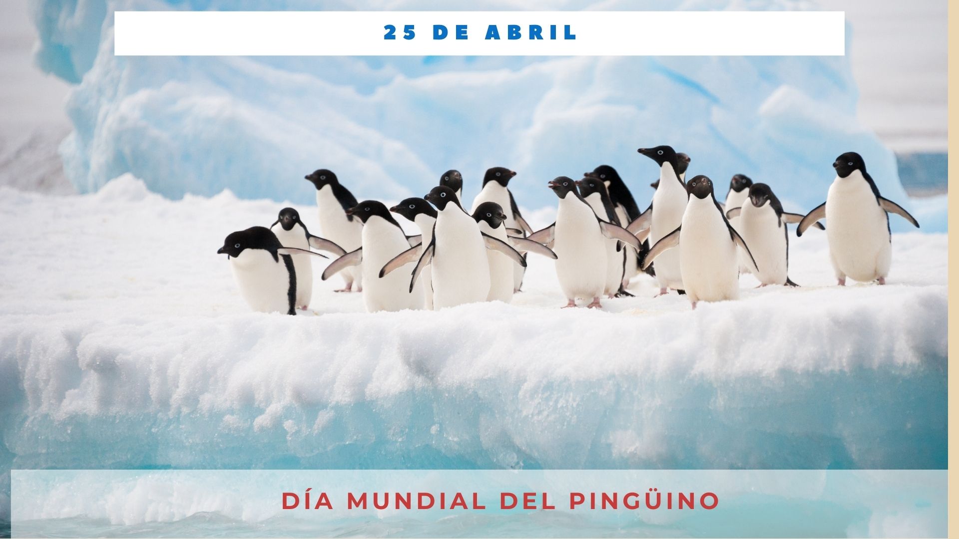 DÍA MUNDIAL DEL PINGÜINO 25 DE ABRIL Día Internacional Hoy