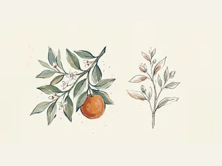 Una rama de naranjo con flores blancas y un fruto acompaña un pequeño estudio botánico.