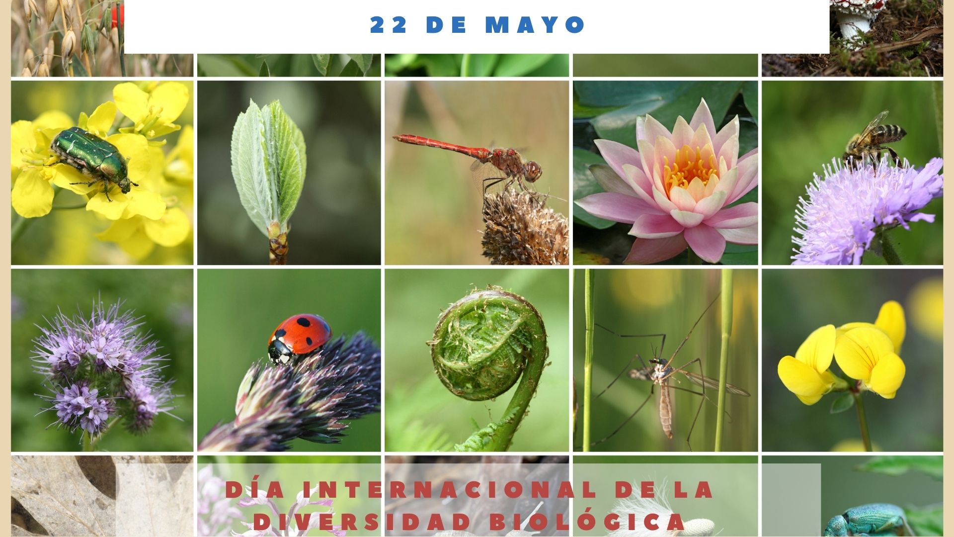 DÍA INTERNACIONAL DE LA DIVERSIDAD BIOLÓGICA - 22 De Mayo - Día ...