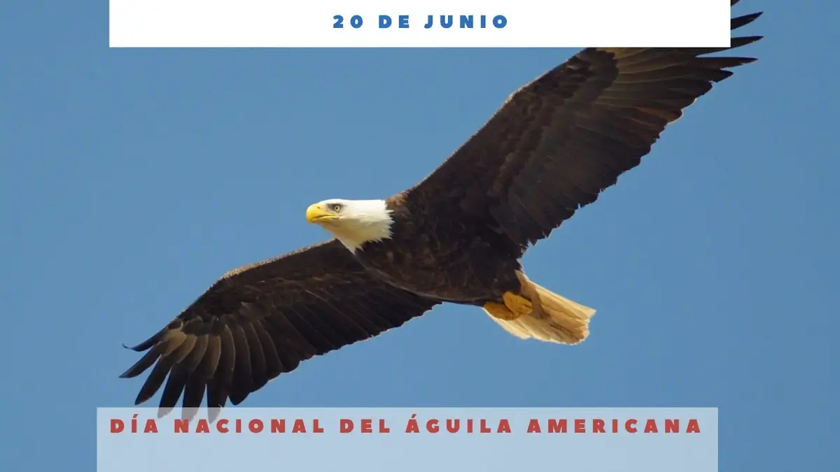 DÍA NACIONAL DE LA ÁGUILA AMERICANA - 20 de junio - Día Internacional Hoy